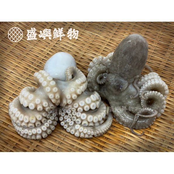 澎湖現流小章魚