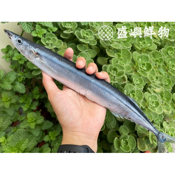 新鮮秋刀魚