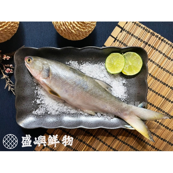 午仔魚