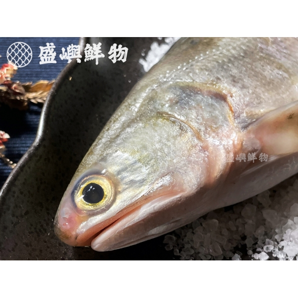 無毒午仔魚