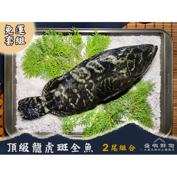 龍虎石斑