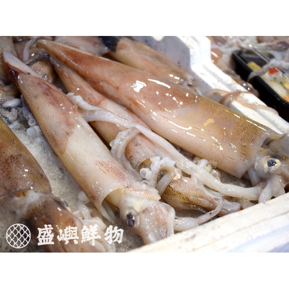 阿根廷鮮凍大魷魚