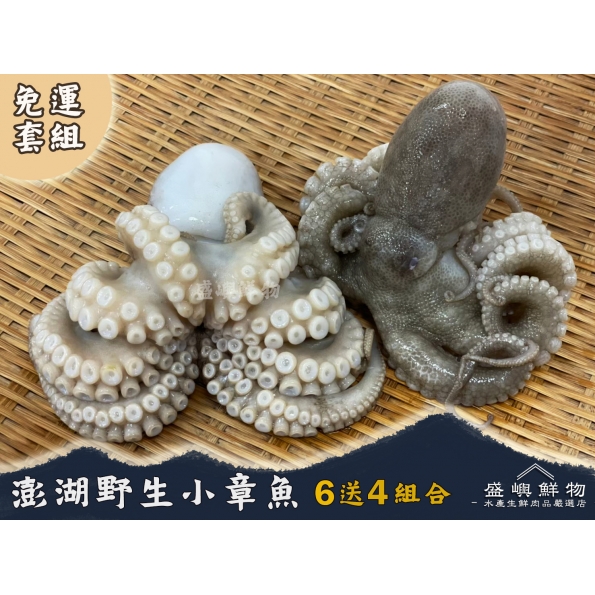 澎湖現流小章魚