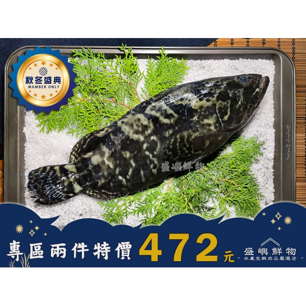 龍虎石斑