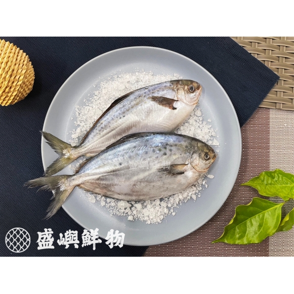 阿根廷花鯧魚