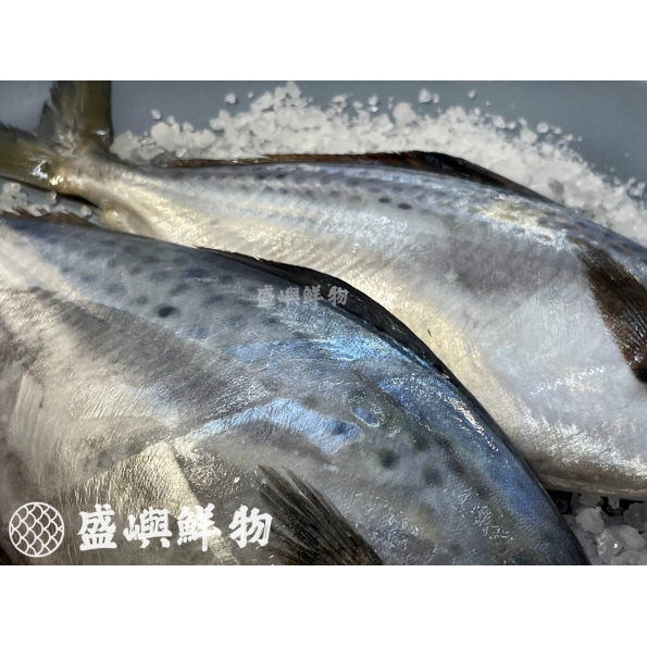 阿根廷花鯧魚