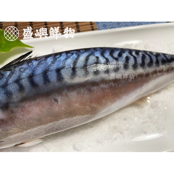 整尾挪威鯖魚