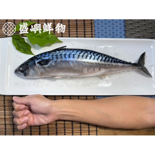 整尾挪威鯖魚