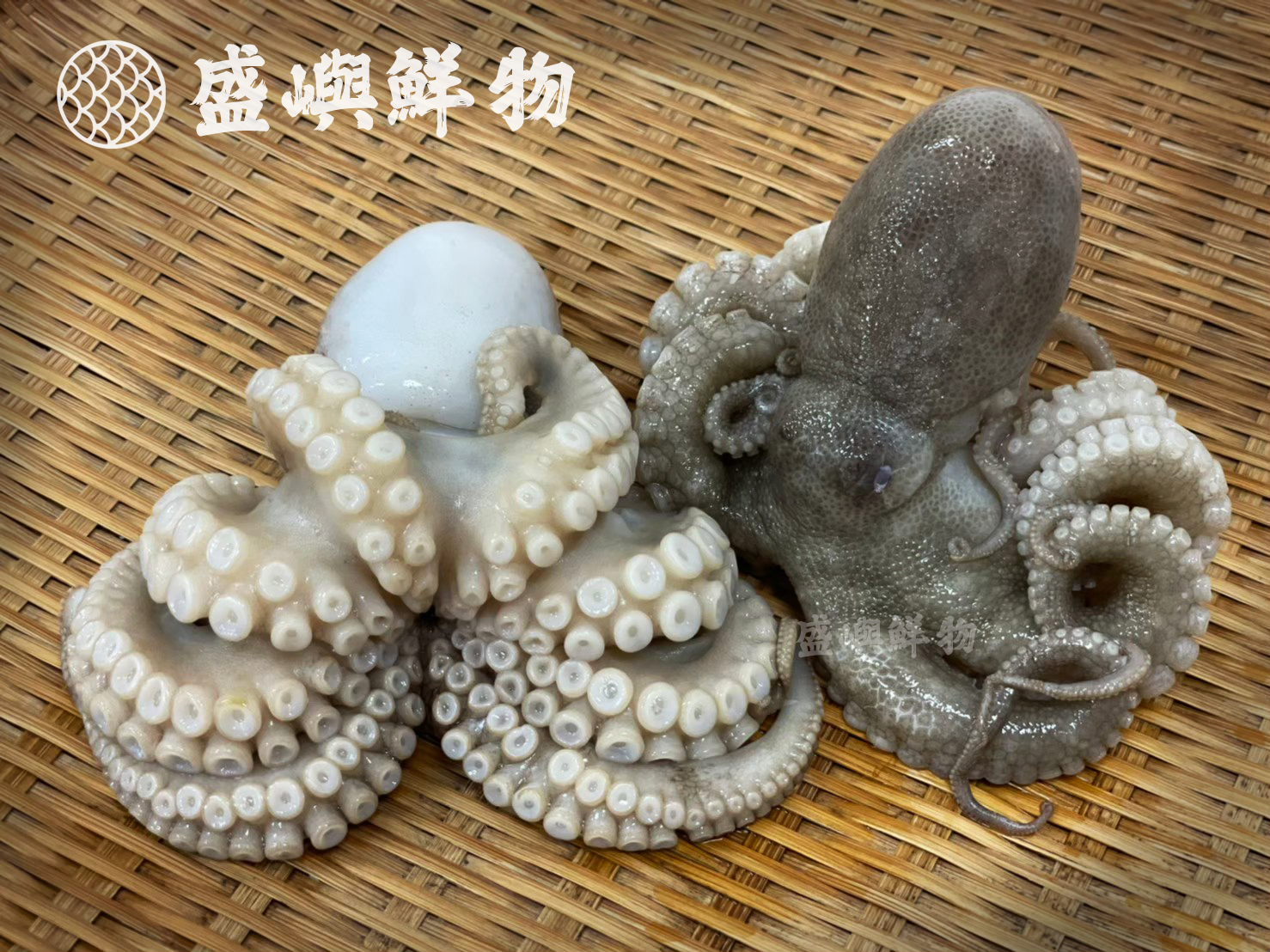 澎湖小章魚