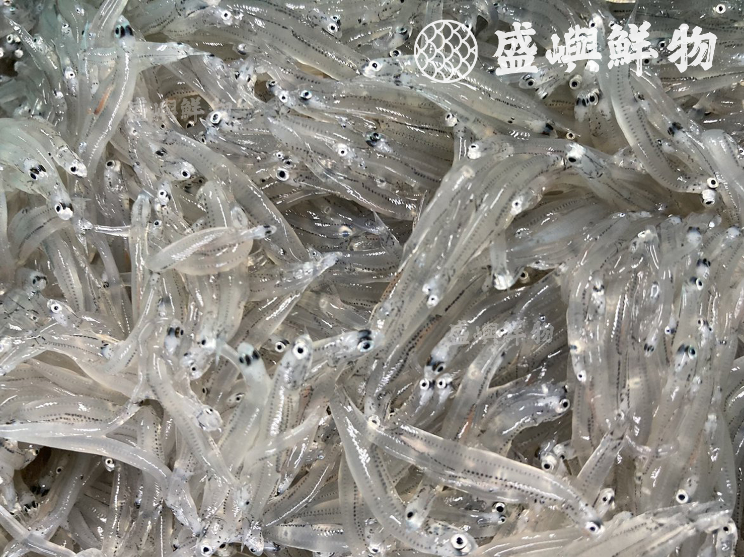 魰仔魚