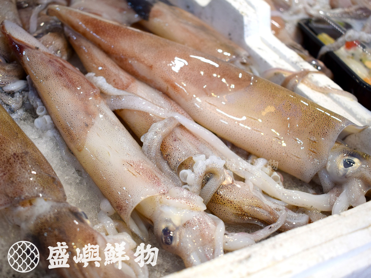 阿根廷鮮凍大魷魚