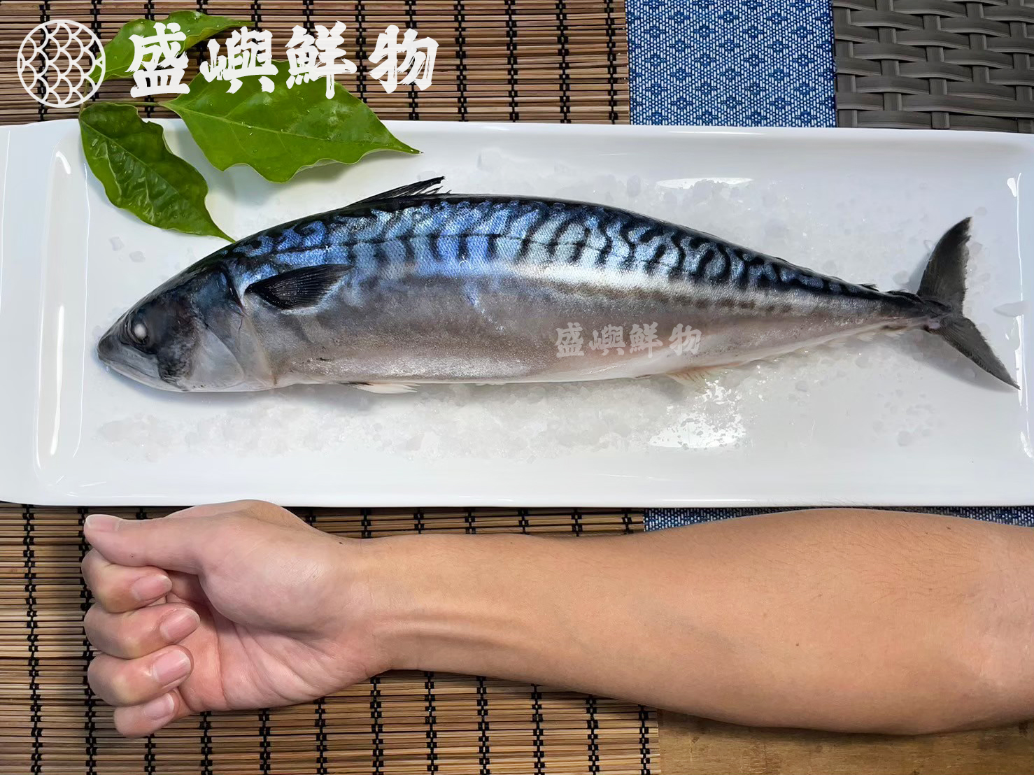 整尾挪威鯖魚