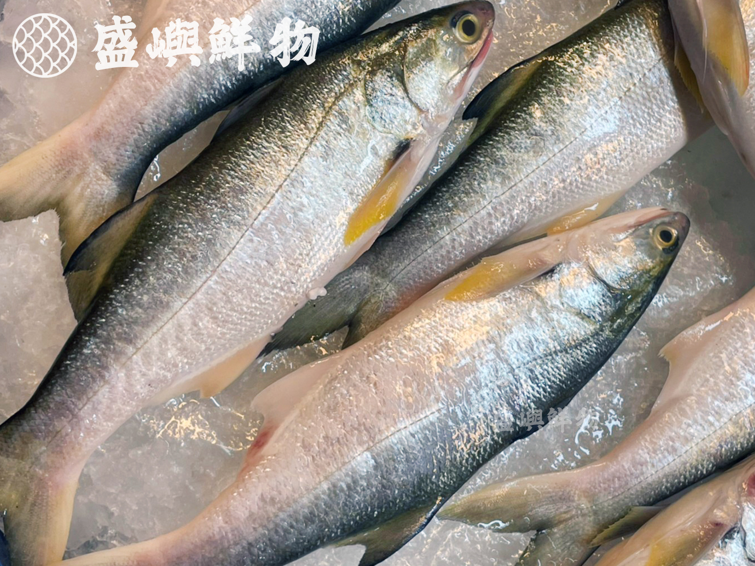 新鮮午仔魚