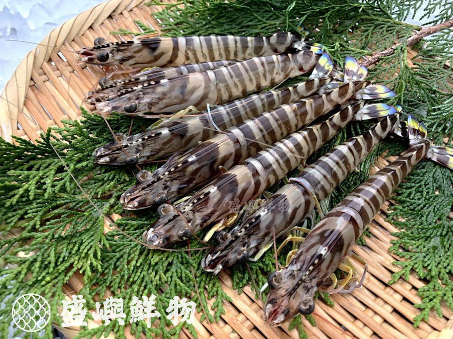 澎湖野生明蝦