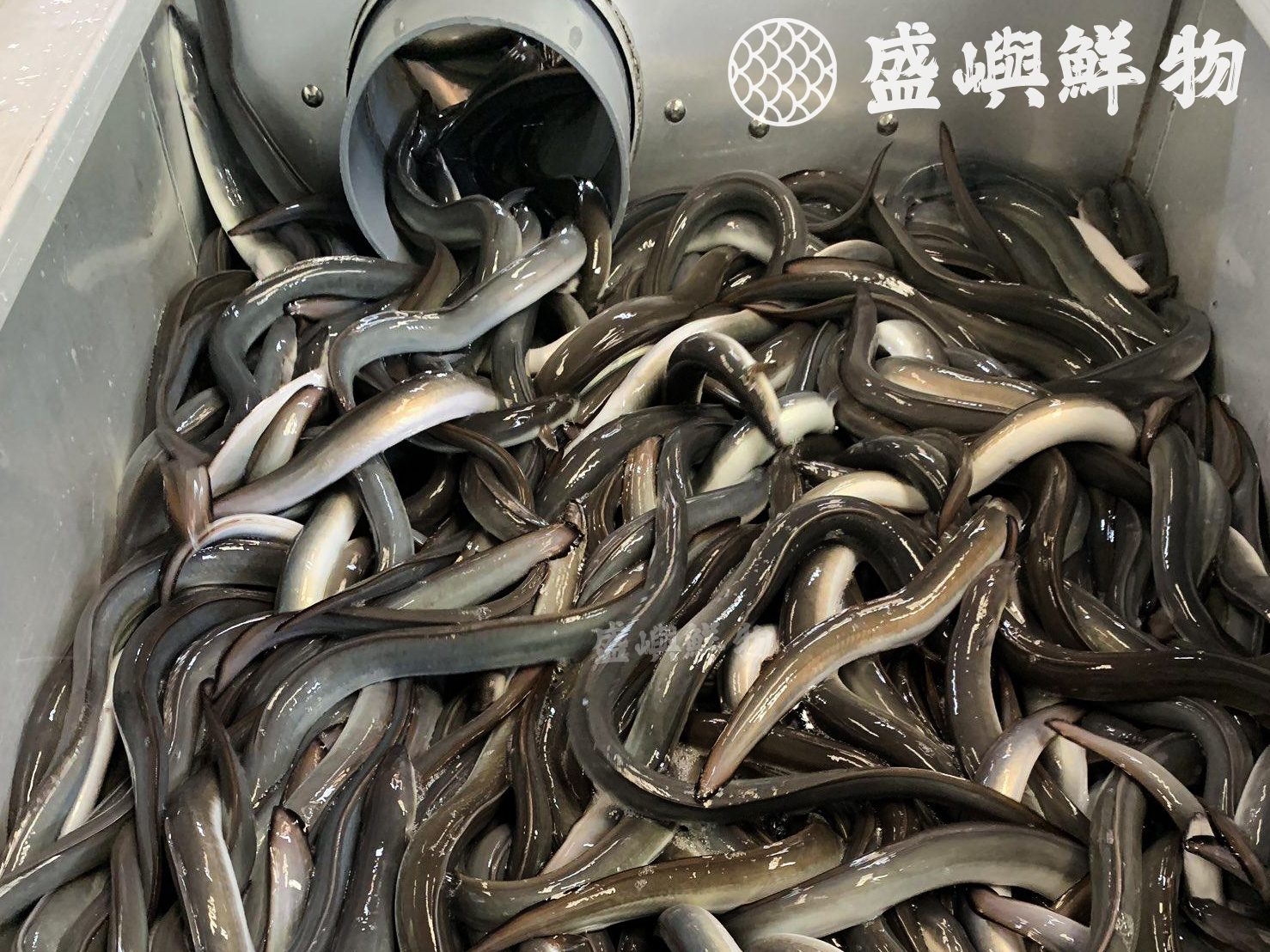 外銷白鰻魚